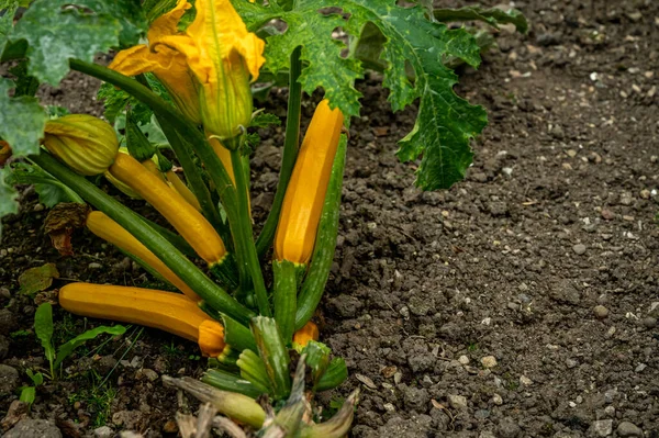 Squash plant with blossoms. Yellow zucchini in the garden. Organic vegetables. Courgette plant with yellow fruits growing in the garden bed outdoors. Cucurbita pepo. Bio and freshness.