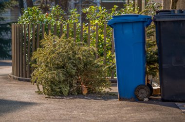 Noel 'den sonra sokakta çöp tenekesinin yanında terk edilmiş Noel ağaçları. Ekoloji, atık ve çevre kavramı.