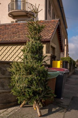 Noel 'den sonra sokakta çöp tenekesinin yanında terk edilmiş Noel ağaçları. Ekoloji, atık ve çevre kavramı.