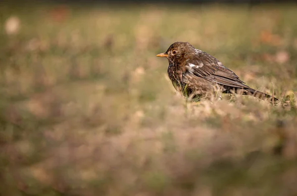 Melro Relva Turdus Merula Pássaro Negro Eurasiano Beleza Natureza — Fotografia de Stock