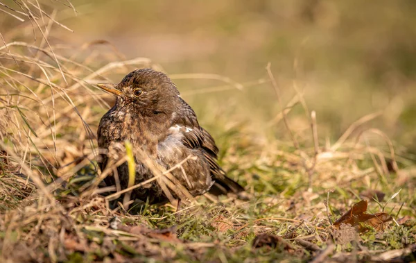 Quiscale Sur Herbe Turdus Merula Merle Eurasie Beauté Dans Nature — Photo