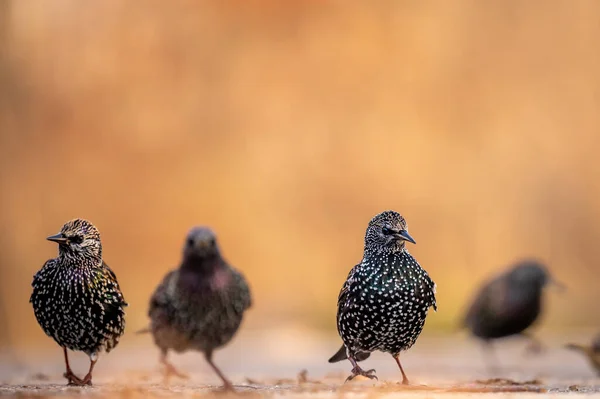 Common Starling European Starling Sturnus Vulgaris Ground Lausanne Switzerland Beauty — Stock Photo, Image