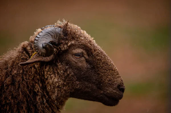 Portrait Swiss Sheep One Curly Fur Horned Wallis Country Sheep — Stock Photo, Image