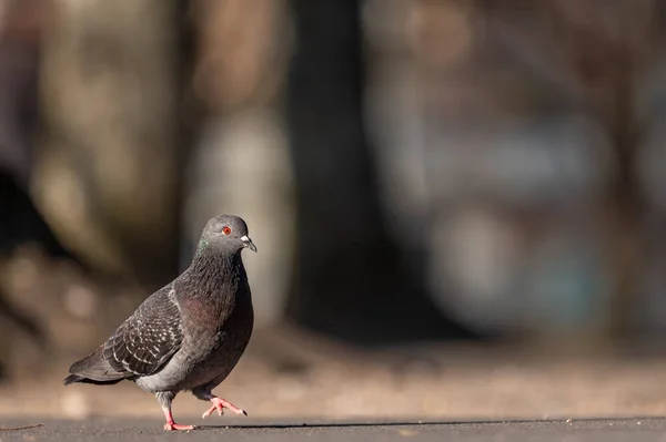 Pigeon Dans Parc Colombe Rocheuse Pigeon Des Rochers Pigeon Commun — Photo