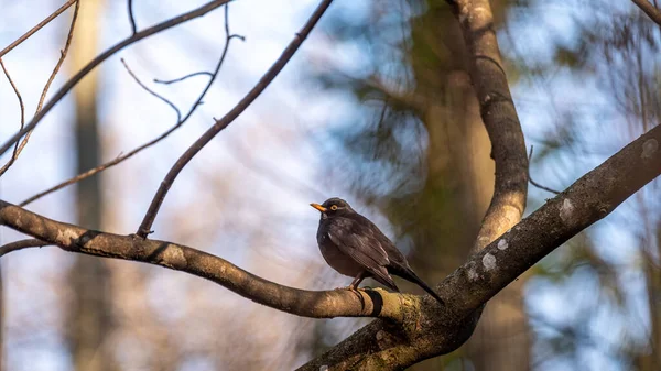 Blackbird on tree branch. Common blackbird. Turdus merula. Eurasian blackbird. Beauty in nature.
