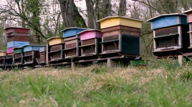 Arı kovanındaki arılar. Arı kovanında arı kovanları. Aktif bal arıları olan boyanmış ahşap arı kovanları. Bal arıları uçuyor.
