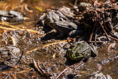 Güneşli havuz kurbağası. Pelophylax dersi. Avrupa kurbağası. Biyolojik Çeşitlilik.
