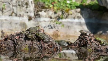 Pool frog in sun. real time of Pelophylax lessonae. Group of European frog. Biodiversity.Pool frog in sun. real time of Pelophylax