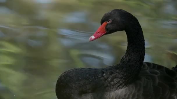 Portrait Black Swan One Cygnus Atratus Swimming Water Real Time — ストック動画