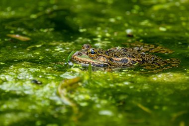 Frog in water. Pool frog swimming. Pelophylax lessonae. European frog.