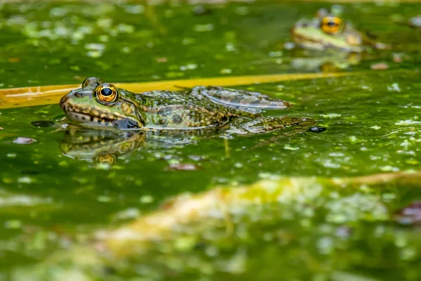 개구리 개구리 Pelophylax Lessonae 개구리 — 스톡 사진