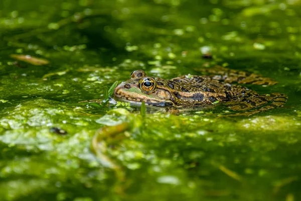 Frog Water Pool Frog Swimming Pelophylax Lessonae European Frog — Stock Photo, Image