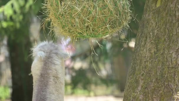 White Alpaca Eating Real Time Lama Pacos Spring — стоковое видео