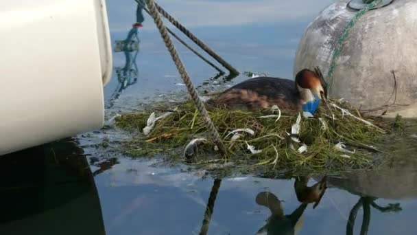 Yumurtadan Çıkan Kuş Plastik Atıklarla Dolu Gerçek Zamanlı Bir Ibikli — Stok video