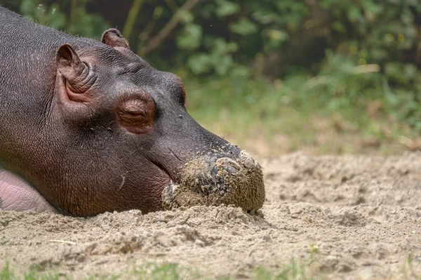 Hippopotamus on ground. Portrait of one sleepy young hippopotamus amphibious. Hippo. Common hippopotamus. River hippopotamus. Relaxation.