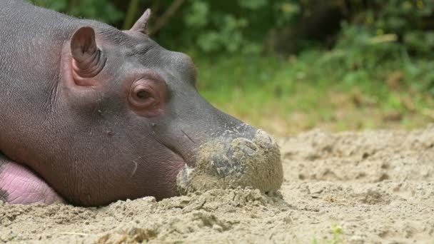 Portrait Hippopotamus Real Time One Sleepy Young Hippopotamus Amphibius Ground — Stok Video
