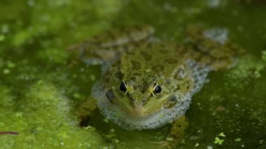 Sudaki kurbağa. Avrupa kurbağası. Pelophylax Dersi, ağzının her iki tarafında da şişmiş ses kesesiyle arıyor ve gidiyor. Üreyen erkek havuz kurbağası. Bataklık Kurbağası. Lozan, İsviçre.