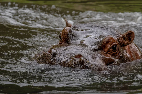 Hippopotamus in water. Portrait of hippopotamus amphibious. Hippo. Common hippopotamus. River hippopotamus. Beauty in nature.