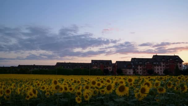 日落时盛开的向日葵地 在瑞士 云彩和建筑物日日夜夜的流逝 金银花 — 图库视频影像