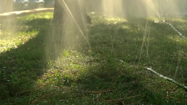 Sprinkler Spraying Water Grass Pipes Watering Plants Hot Summer Garden — Stock video