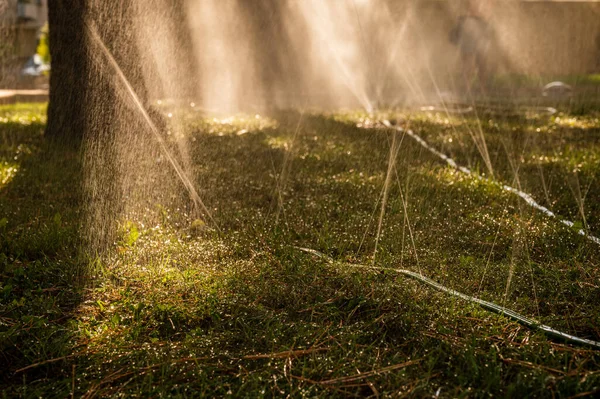 Sprinkler spraying water on grass. Pipes watering plants in hot summer. Irrigation system. Lawn sprinkler. Grass irrigation system. Selective focus.