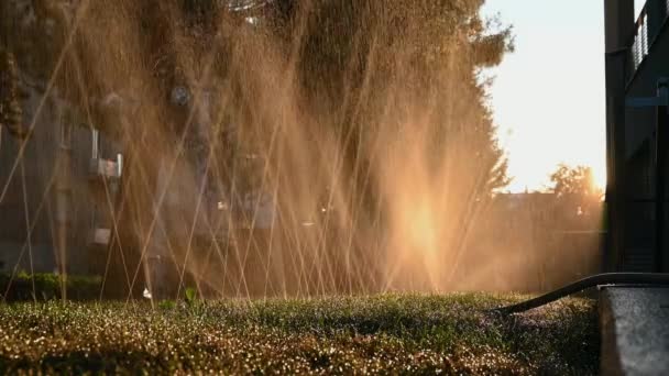 Pipes Watering Plants Hot Summer Garden Irrigation System Lawn Sprinkler — Video