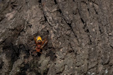European hornet. Vespa crabro on tree. Wasp. Lausanne, Switzerland.
