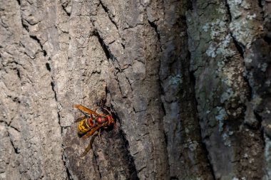 European hornet. Vespa crabro on tree. Wasp. Lausanne, Switzerland.
