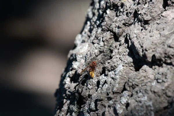 European Hornet Vespa Crabro Tree Wasp Lausanne Switzerland — Fotografia de Stock