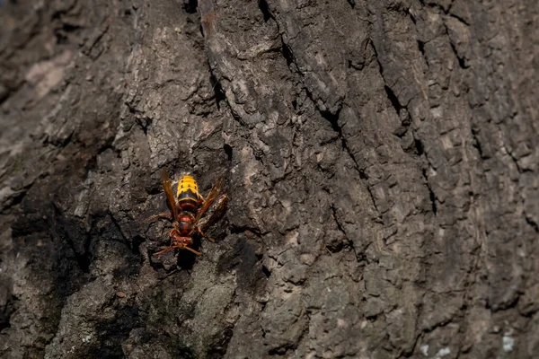 European Hornet Vespa Crabro Tree Wasp Lausanne Switzerland — Fotografia de Stock