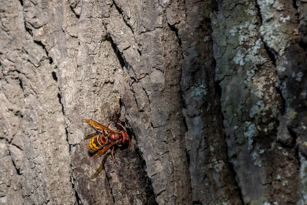 European Hornet Vespa Crabro Tree Wasp Lausanne Switzerland — Zdjęcie stockowe