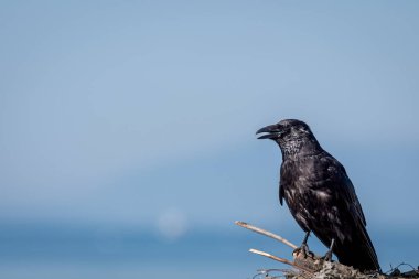 Crow on tree. Carrion crow perching on tree branch. One isolated corvus corone. Tranquil scene.