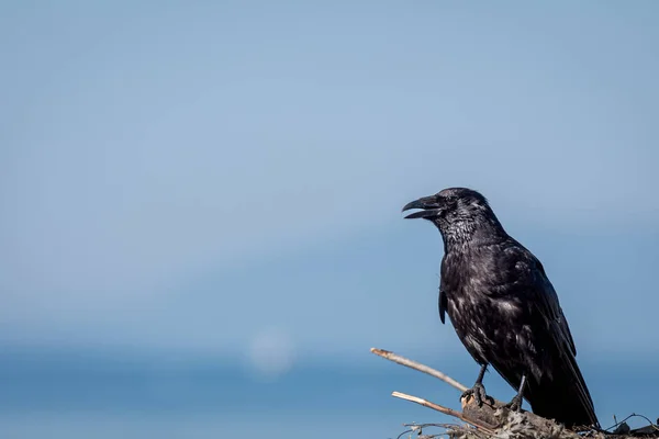 Crow Tree Carrion Crow Perching Tree Branch One Isolated Corvus — Fotografia de Stock
