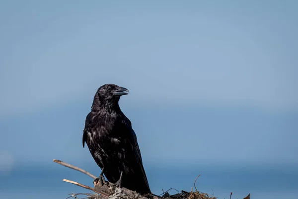 Crow Tree Carrion Crow Perching Tree Branch One Isolated Corvus — Fotografia de Stock