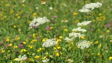 Insects on flowers. Real time of bugs flying in prairie. Sarcophaga bullata on daucus carota. Grey flesh fly on wild carrot. Bird's nest. Bishop's lace. Queen Anne lace.Wildlife in natural environment.