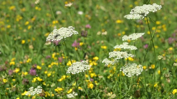 Insects Flowers Real Time Bugs Flying Prairie Sarcophaga Bullata Daucus — Video