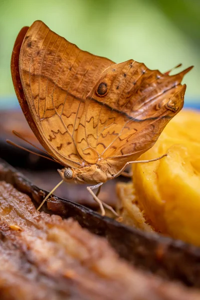 Butterfly Eating Banane One Male Vindula Dejone Side View Brown — Stock Photo, Image