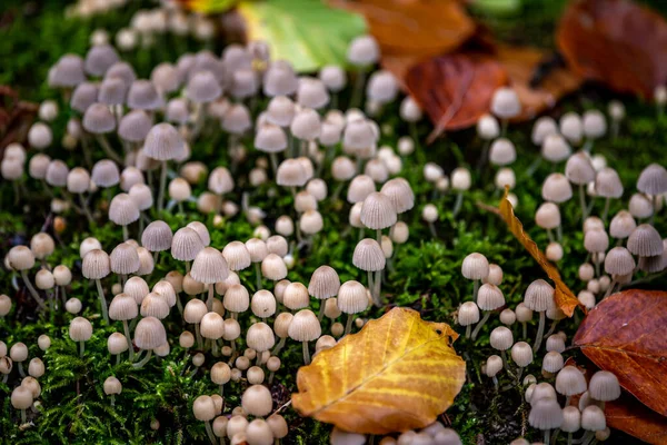 Coprinellus Disseminatus Sprookje Een Afbrokkelende Muts Groep Paddenstoelen Met Bladeren — Stockfoto