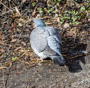 Stockholm, İsveç 'te sıradan bir güvercin.
