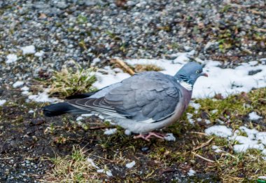 Stockholm, İsveç 'te sıradan bir güvercin.