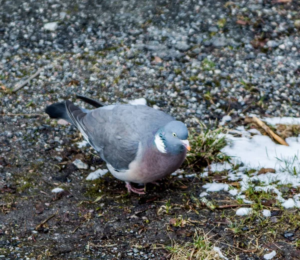 Common Wood Pigeon Stockholm Sweden — Stock Photo, Image