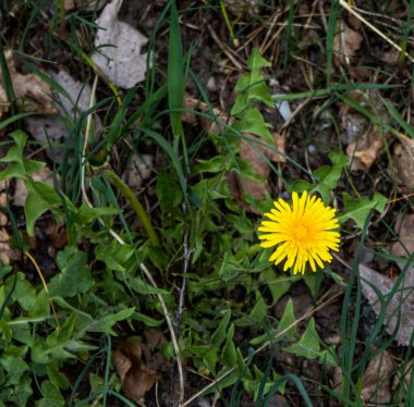Güney Stockholm, İsveç 'te Karahindiba.