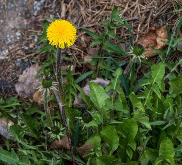 Löwenzahn Südlichen Stockholm Schweden — Stockfoto