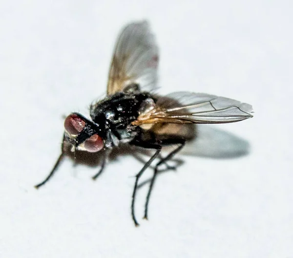 Housefly Sweden Supposed Dead — стоковое фото