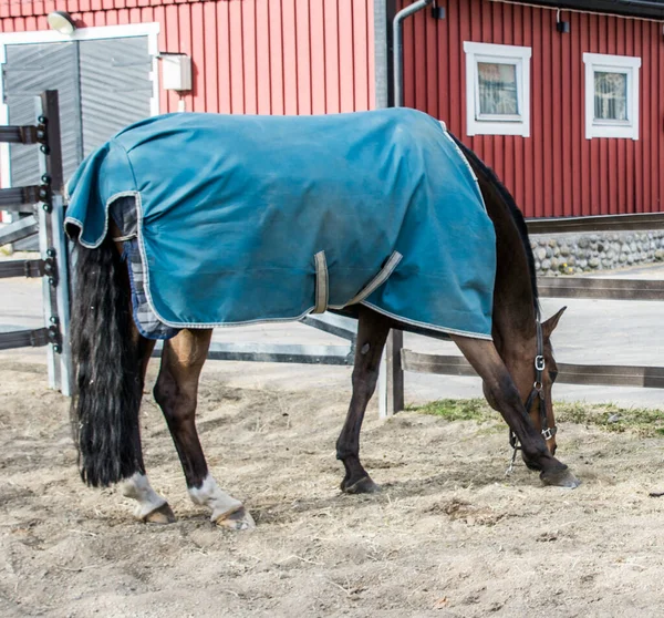 Horse Riding School Southern Stockholm Sweden — стокове фото