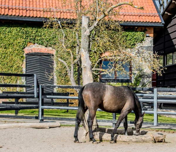 Caballo Escuela Equitación Sur Estocolmo Suecia — Foto de Stock