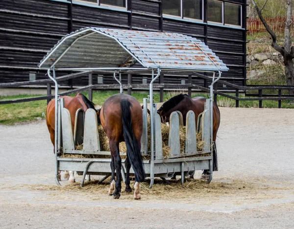 Caballo Escuela Equitación Sur Estocolmo Suecia Fotos De Stock Sin Royalties Gratis