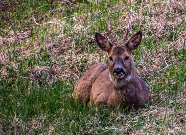 İsveç 'in güneyinde İsveç yumurtası geyiği.