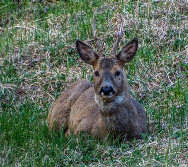 İsveç 'in güneyinde İsveç yumurtası geyiği.