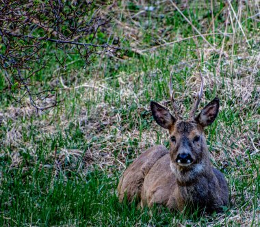 İsveç 'in güneyinde İsveç yumurtası geyiği.
